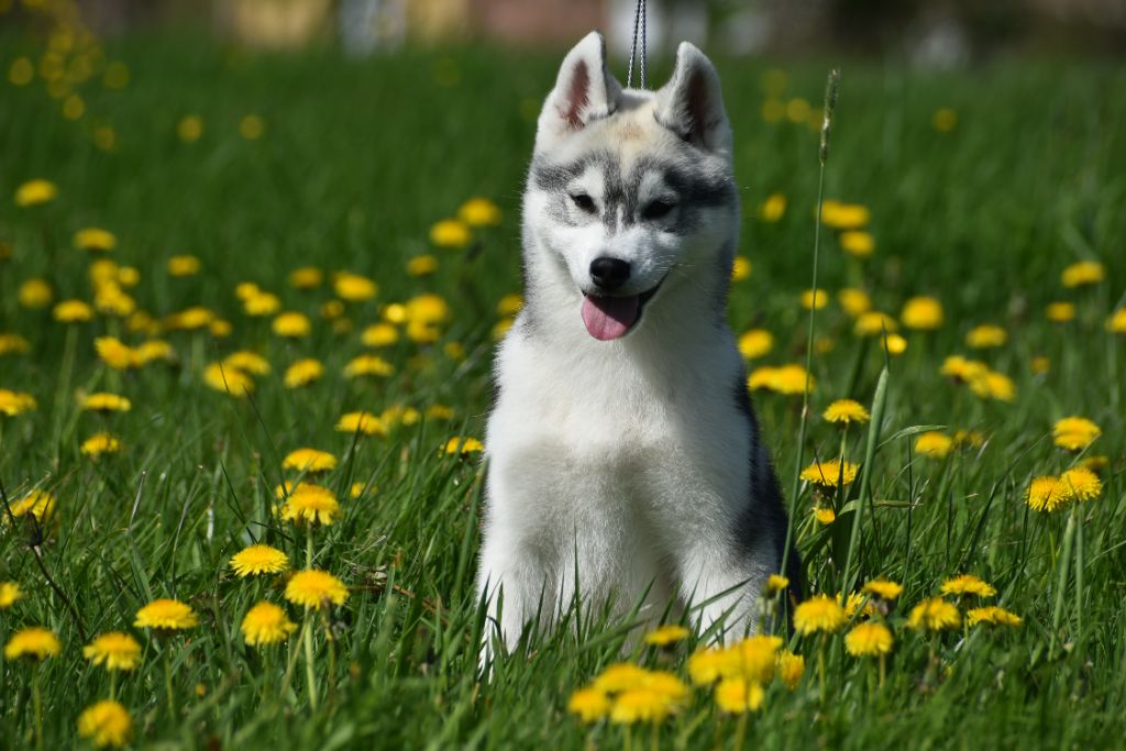 du chalet des edelweiss - Chiot disponible  - Siberian Husky