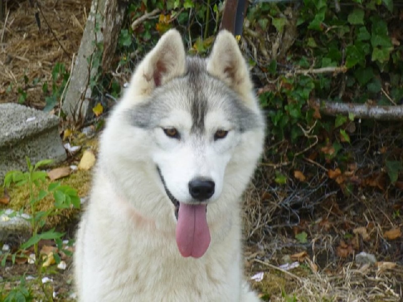 CH. Iska Of Wolf Siberian Song