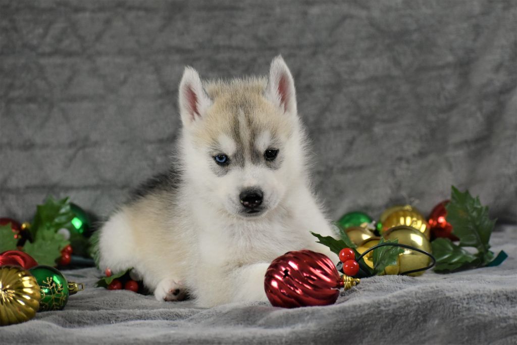 du chalet des edelweiss - Chiot disponible  - Siberian Husky