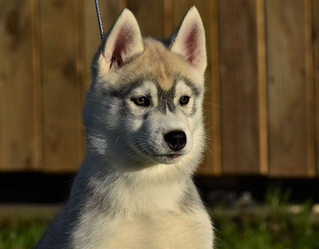 du chalet des edelweiss - Chiot disponible  - Siberian Husky