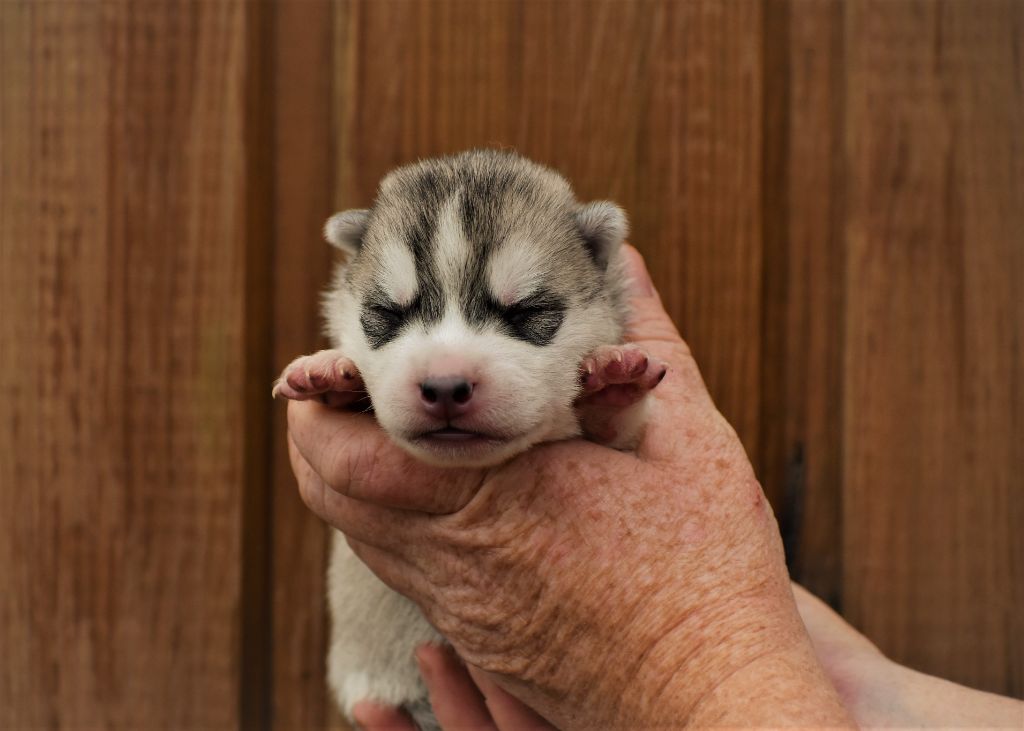 du chalet des edelweiss - Chiot disponible  - Siberian Husky