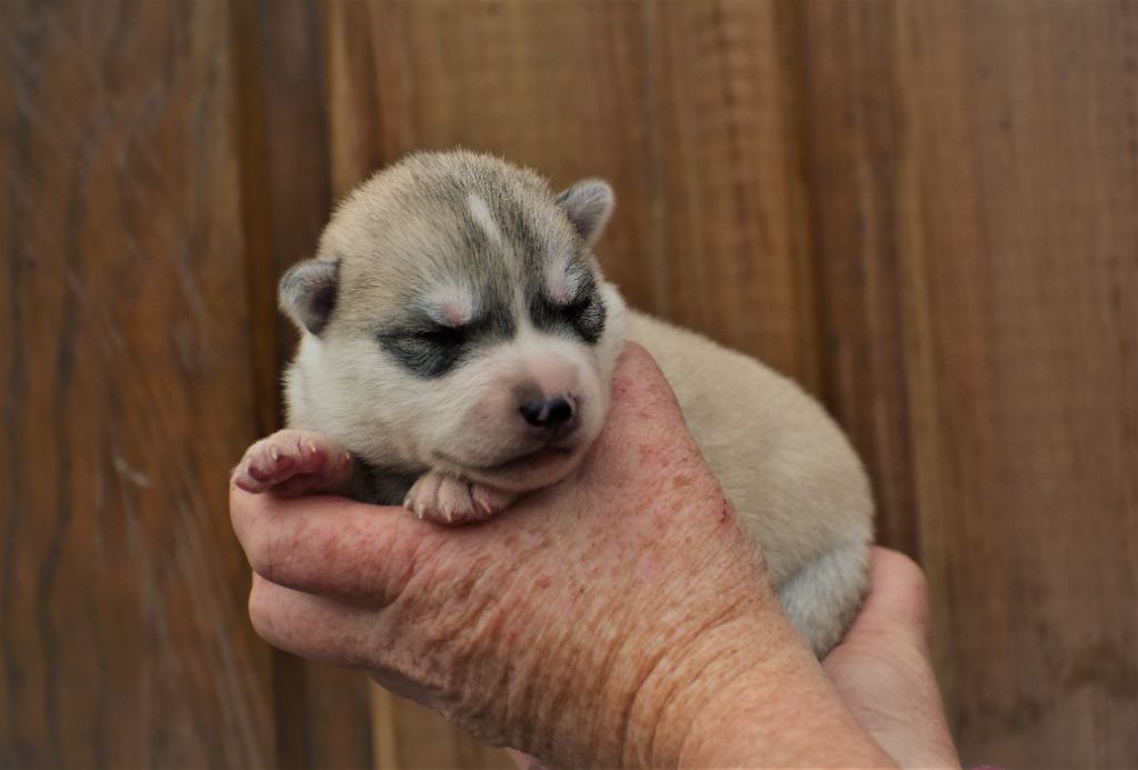 du chalet des edelweiss - Chiot disponible  - Siberian Husky