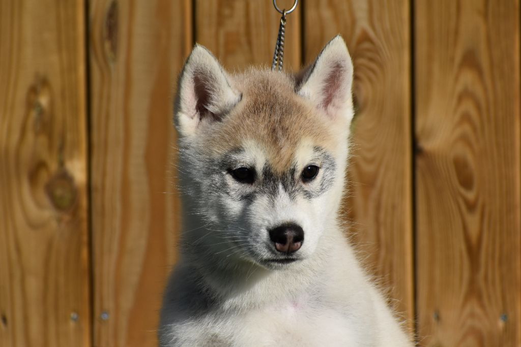 du chalet des edelweiss - Chiot disponible  - Siberian Husky