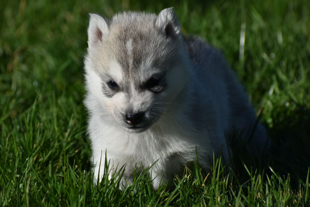 du chalet des edelweiss - Chiot disponible  - Siberian Husky
