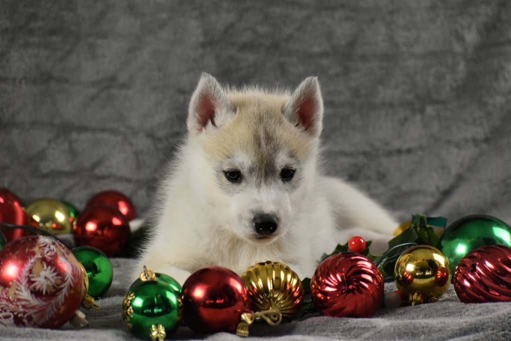 du chalet des edelweiss - Chiot disponible  - Siberian Husky