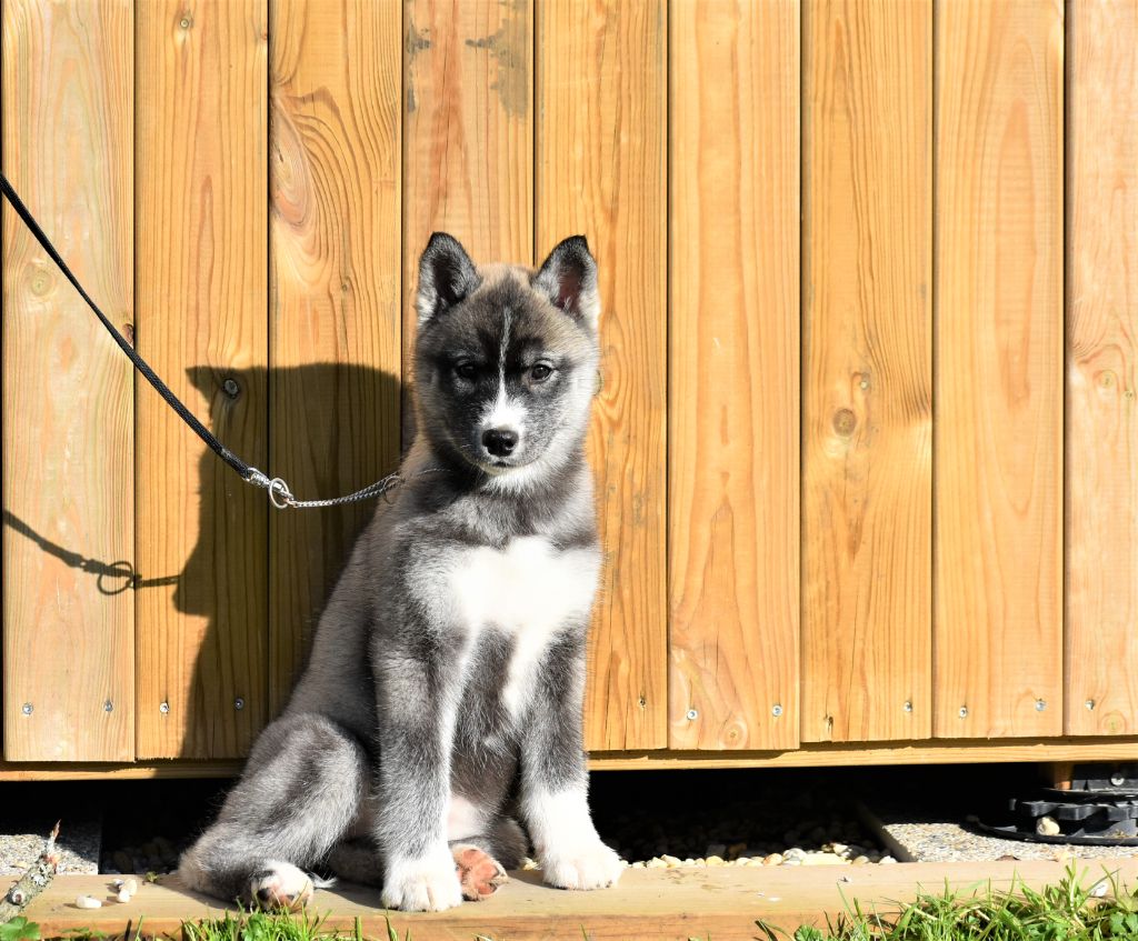 du chalet des edelweiss - Chiot disponible  - Siberian Husky