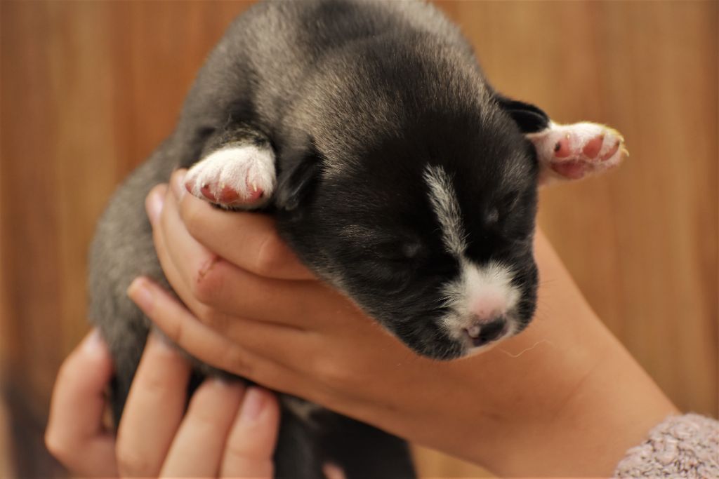 du chalet des edelweiss - Chiot disponible  - Siberian Husky