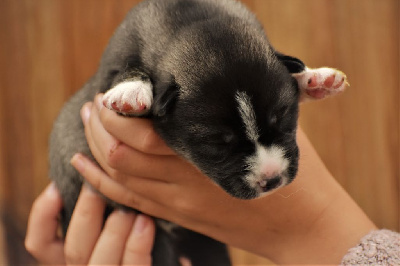 du chalet des edelweiss - Siberian Husky - Portée née le 11/11/2024