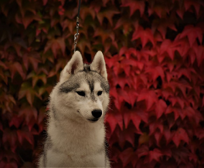 du chalet des edelweiss - Siberian Husky - Portée née le 31/12/2023