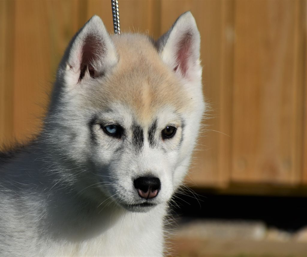 du chalet des edelweiss - Chiot disponible  - Siberian Husky