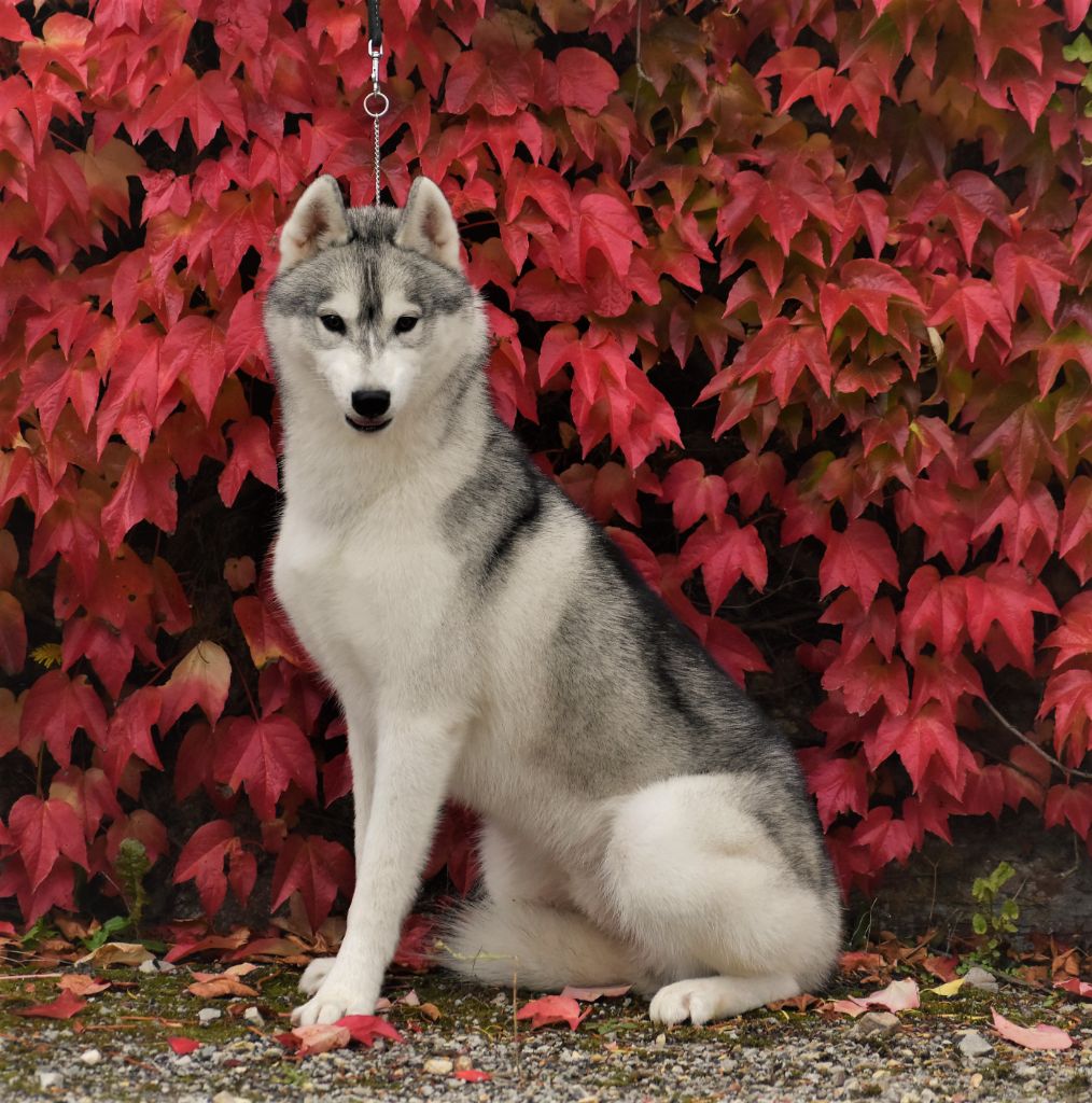 du chalet des edelweiss - Chiot disponible  - Siberian Husky