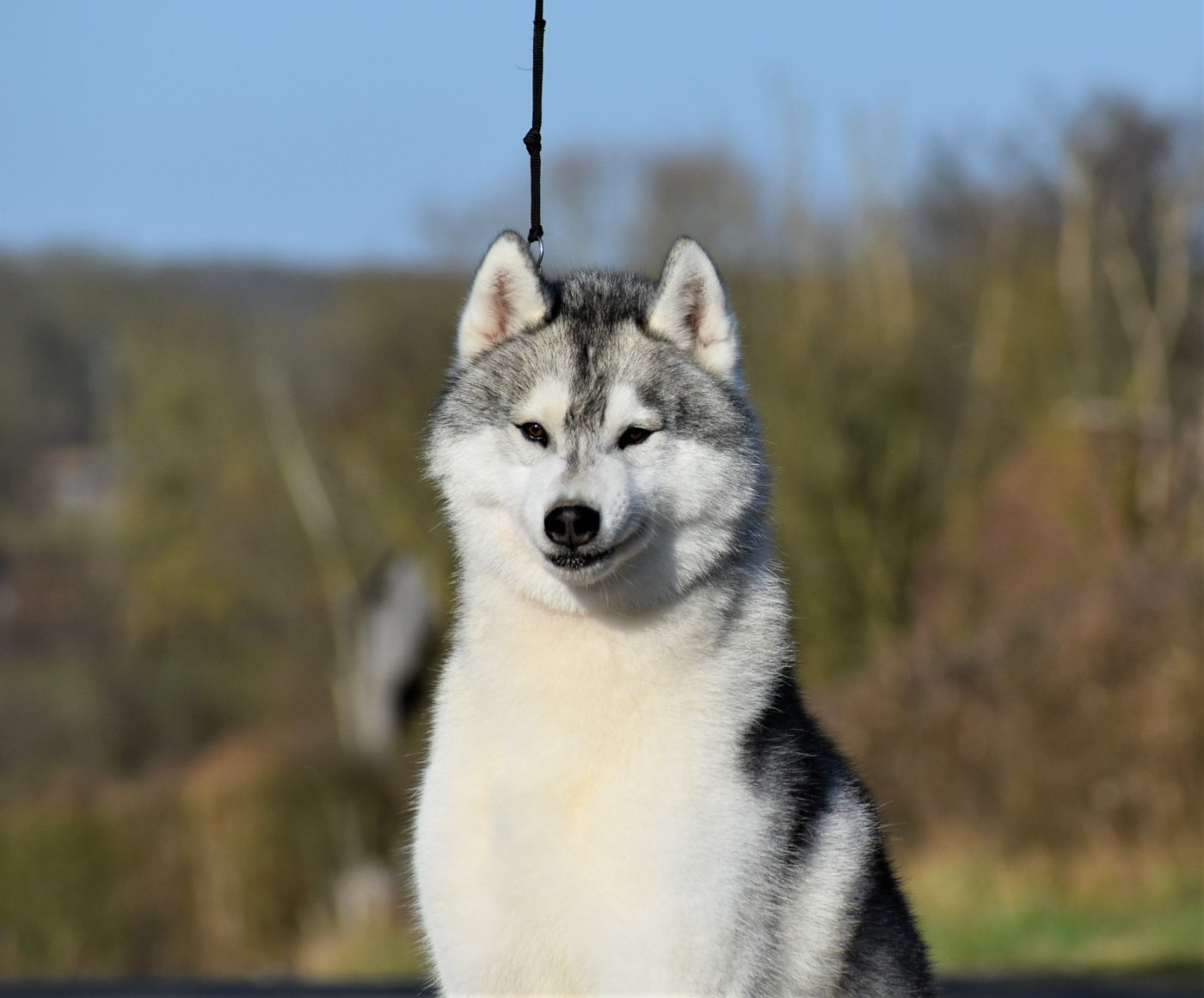 CH. UNIC WARRIOR du chalet des edelweiss