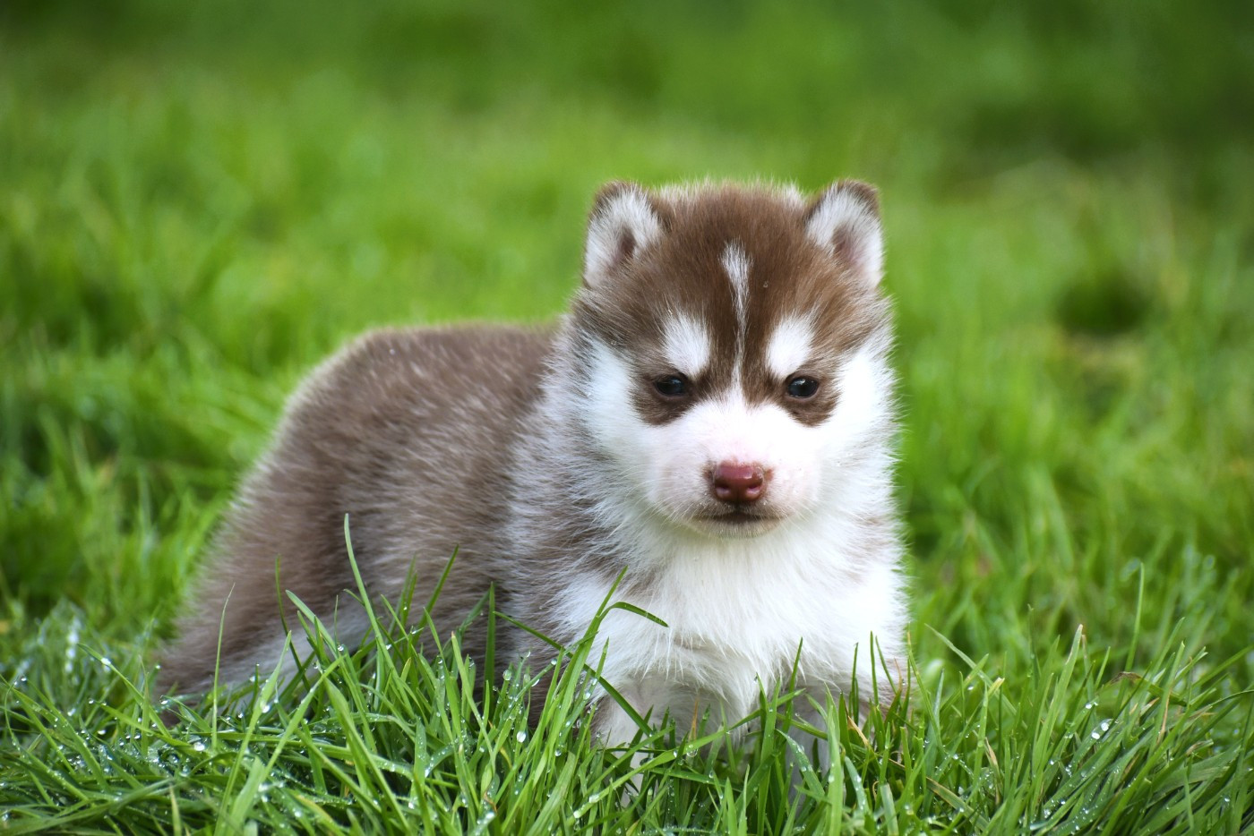 du chalet des edelweiss - Chiots disponibles - Siberian Husky