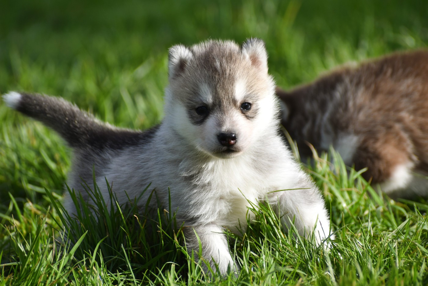 du chalet des edelweiss - Chiots disponibles - Siberian Husky
