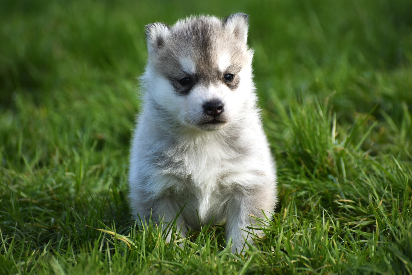 du chalet des edelweiss - Chiots disponibles - Siberian Husky