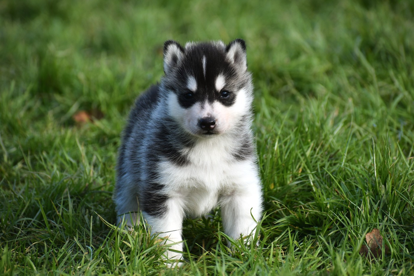 du chalet des edelweiss - Chiots disponibles - Siberian Husky