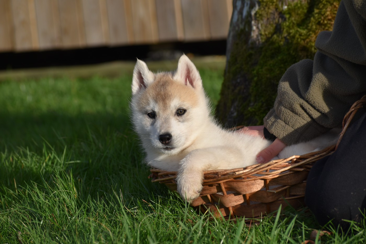 du chalet des edelweiss - Chiots disponibles - Siberian Husky