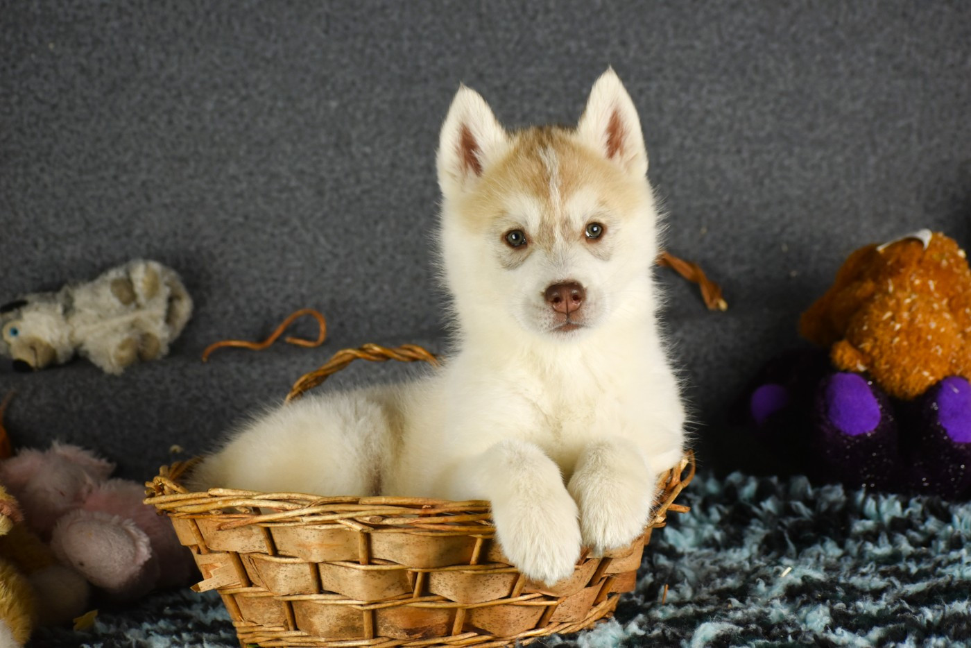 du chalet des edelweiss - Chiots disponibles - Siberian Husky
