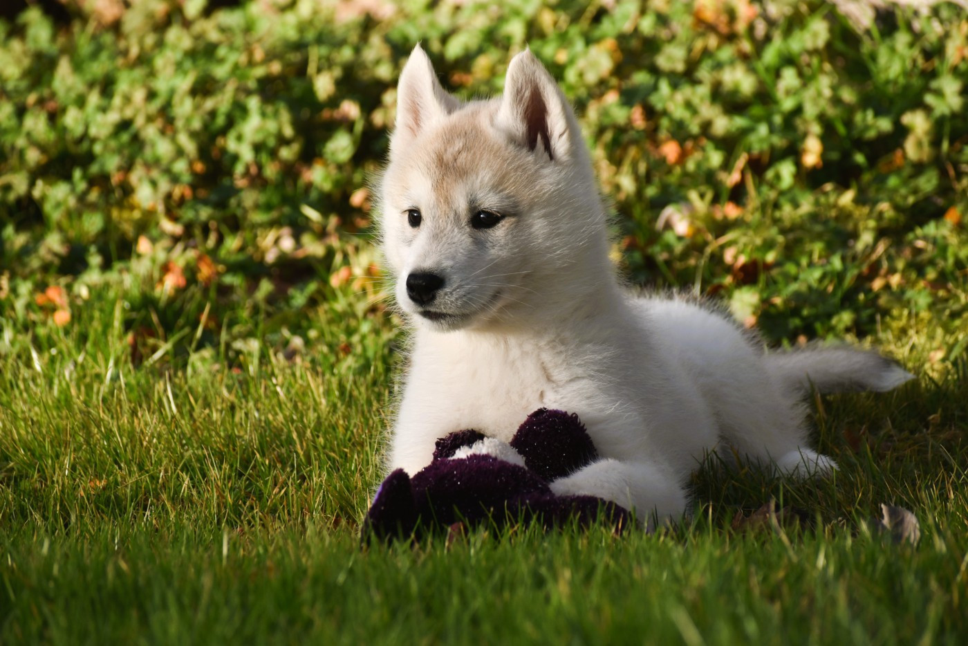 du chalet des edelweiss - Chiots disponibles - Siberian Husky