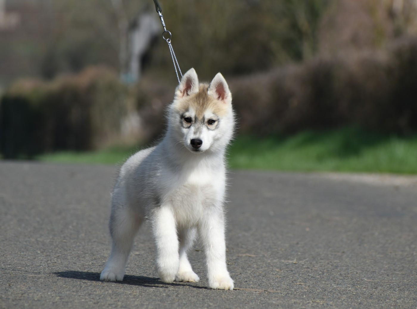 du chalet des edelweiss - Chiots disponibles - Siberian Husky