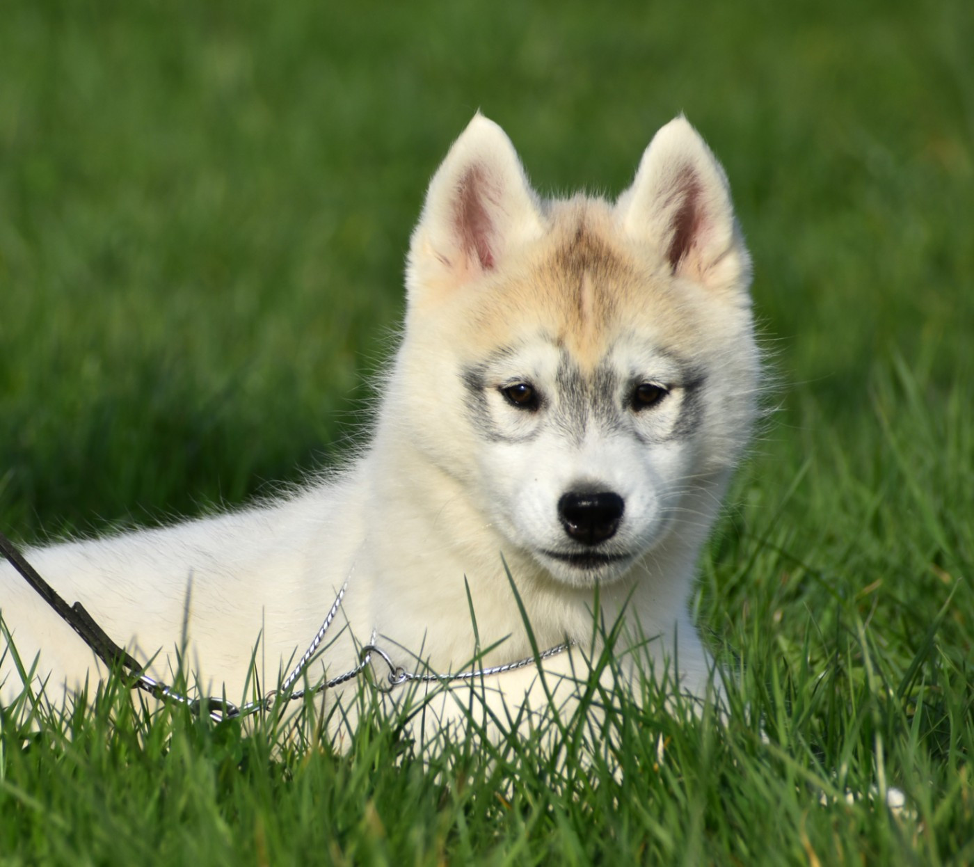du chalet des edelweiss - Chiots disponibles - Siberian Husky