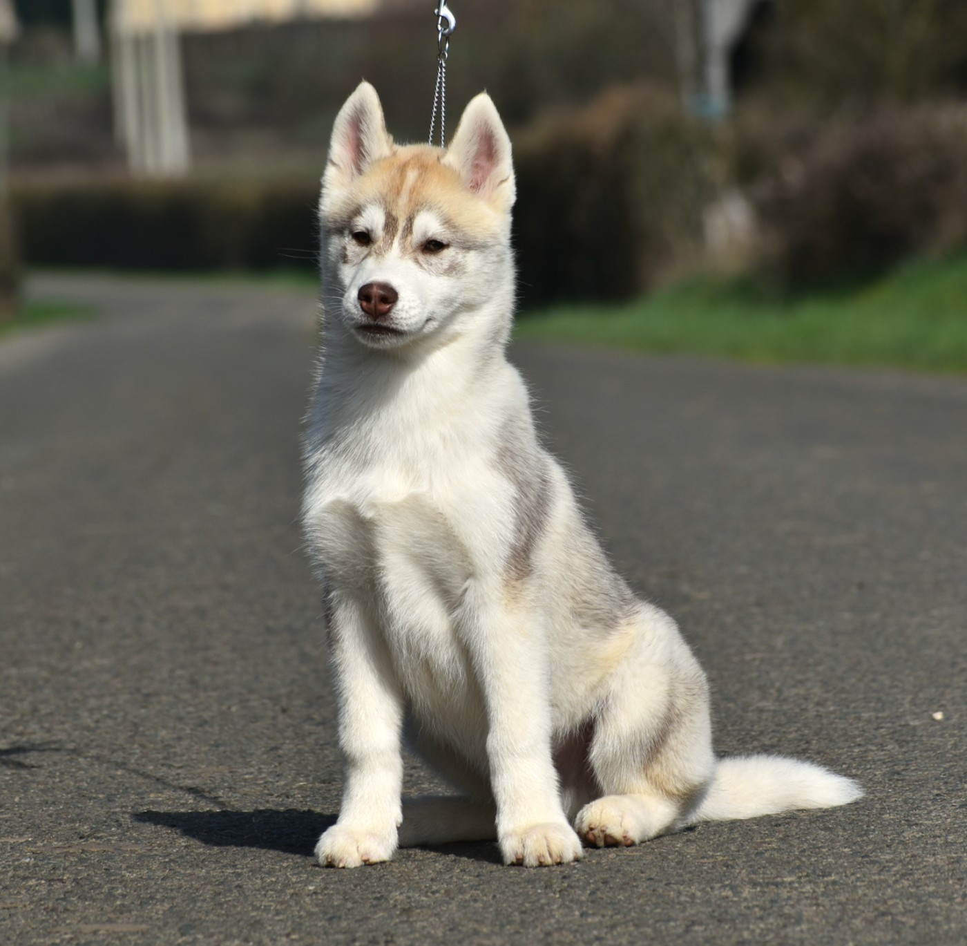 du chalet des edelweiss - Chiots disponibles - Siberian Husky