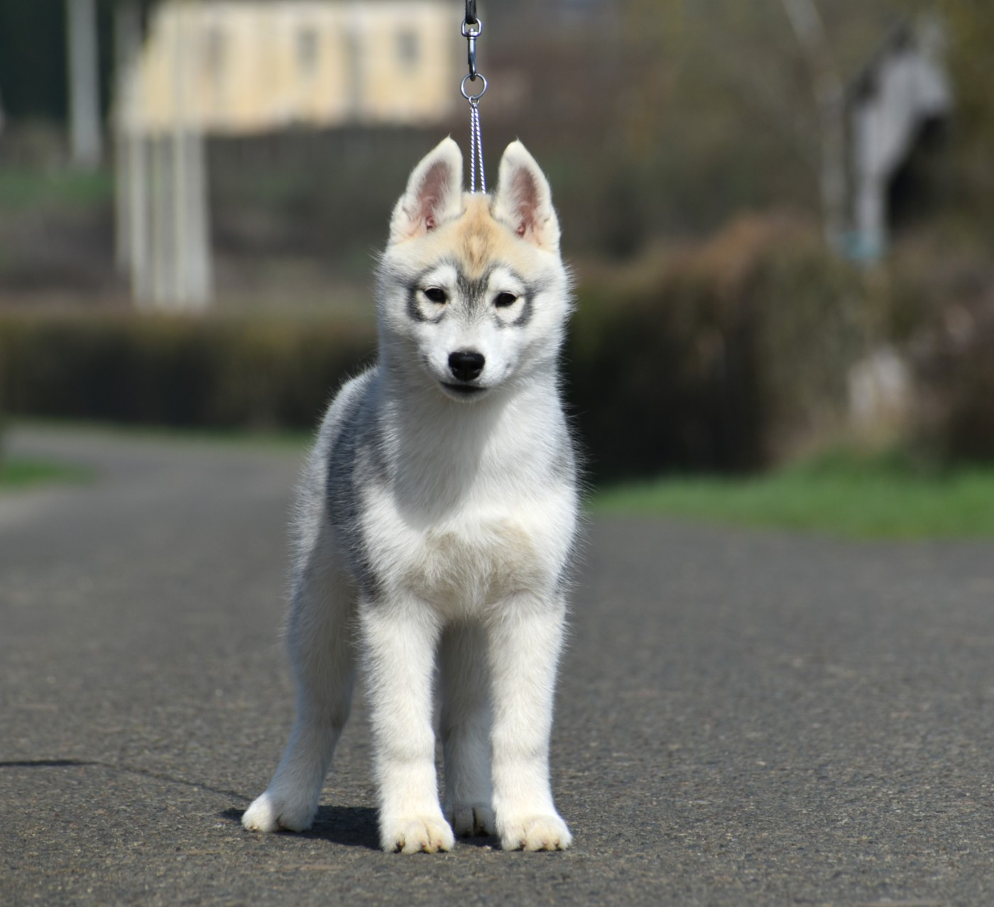 du chalet des edelweiss - Chiots disponibles - Siberian Husky