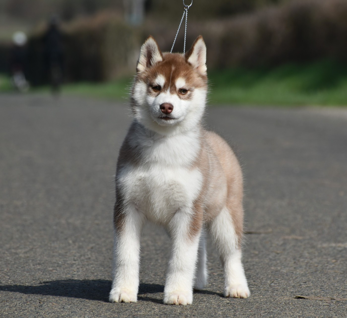 du chalet des edelweiss - Chiots disponibles - Siberian Husky