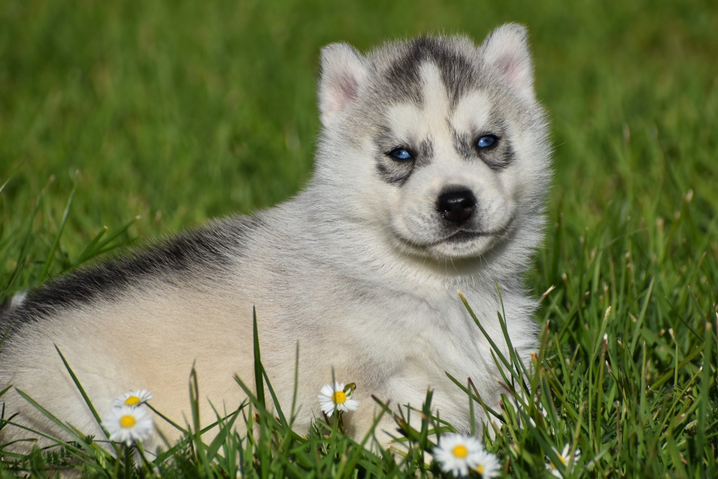 du chalet des edelweiss - Chiots disponibles - Siberian Husky