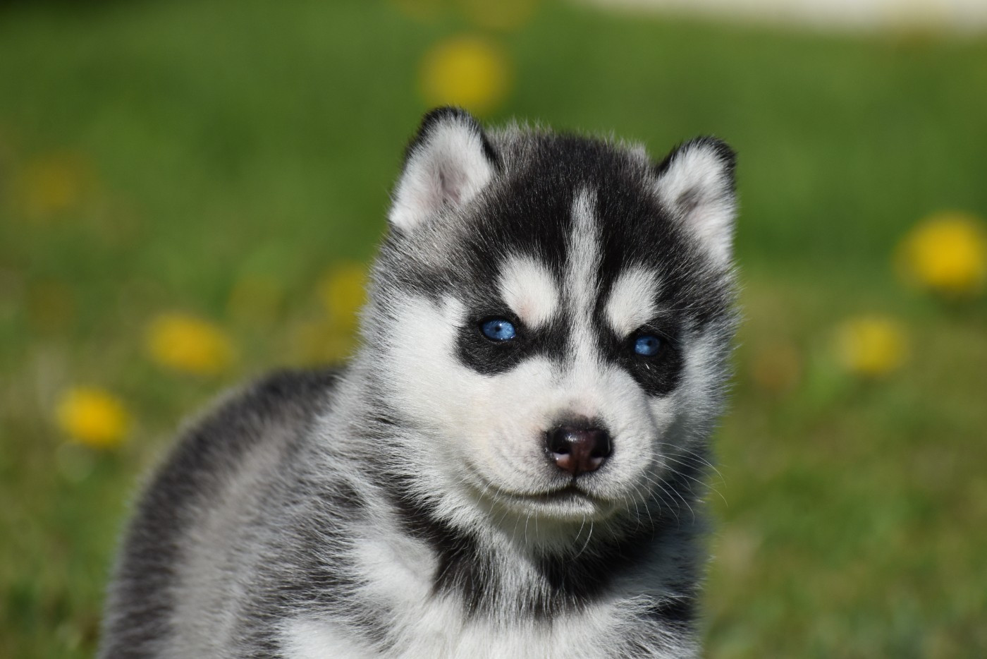 du chalet des edelweiss - Chiots disponibles - Siberian Husky