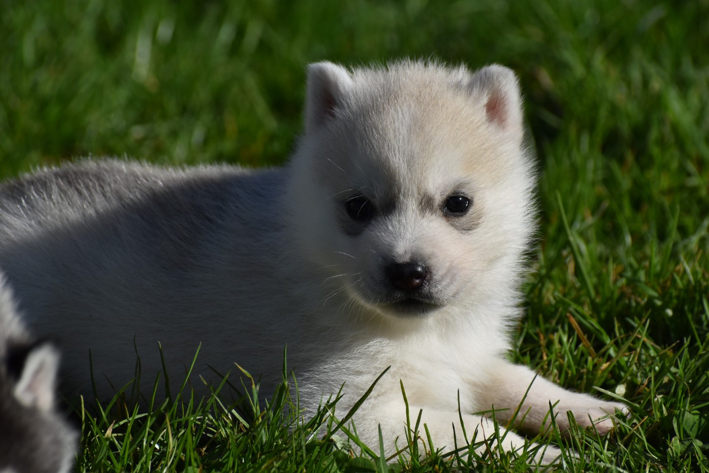 du chalet des edelweiss - Chiots disponibles - Siberian Husky
