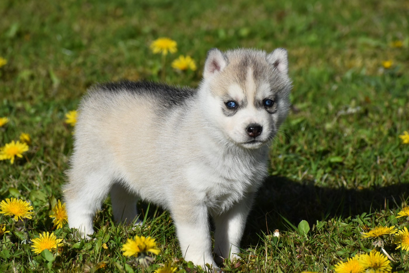 du chalet des edelweiss - Chiots disponibles - Siberian Husky
