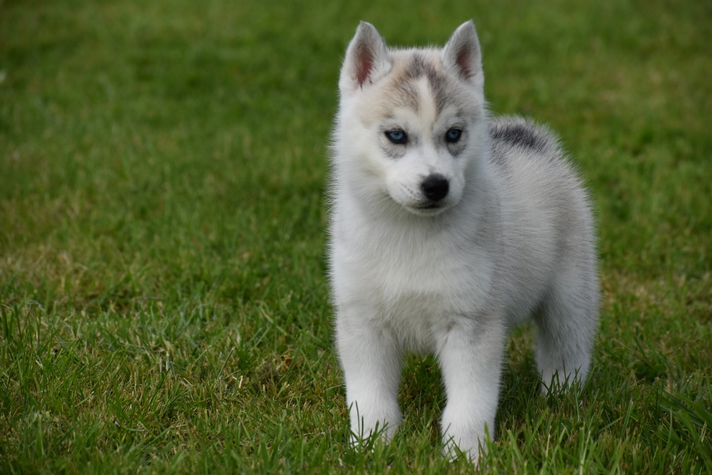 du chalet des edelweiss - Chiots disponibles - Siberian Husky