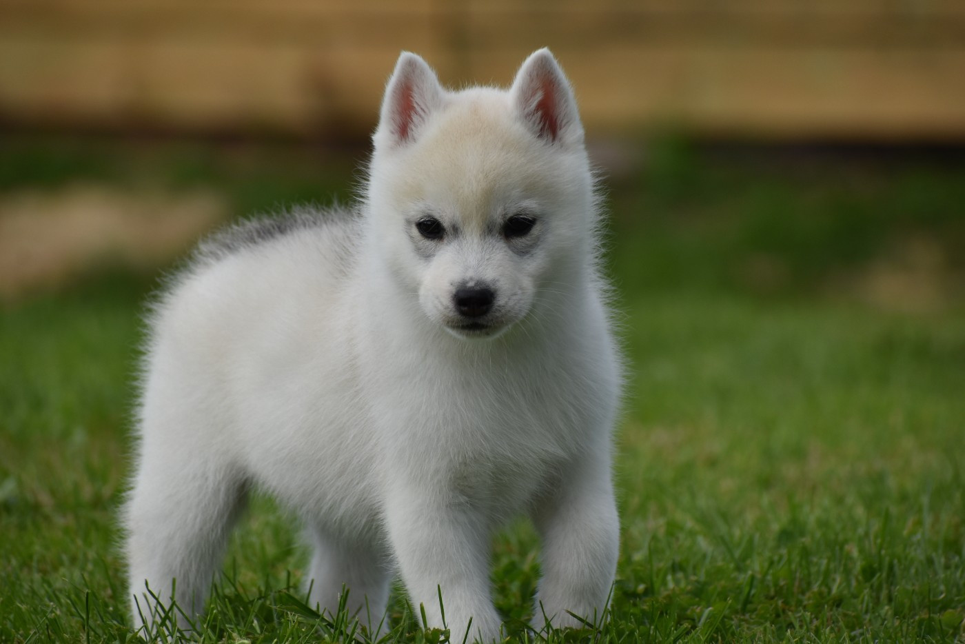 du chalet des edelweiss - Chiots disponibles - Siberian Husky