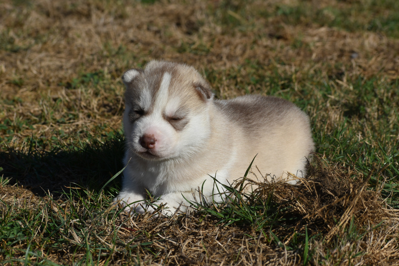 du chalet des edelweiss - Chiots disponibles - Siberian Husky