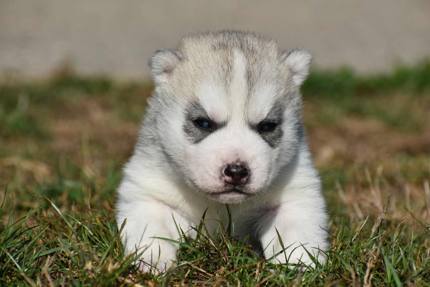 du chalet des edelweiss - Chiots disponibles - Siberian Husky