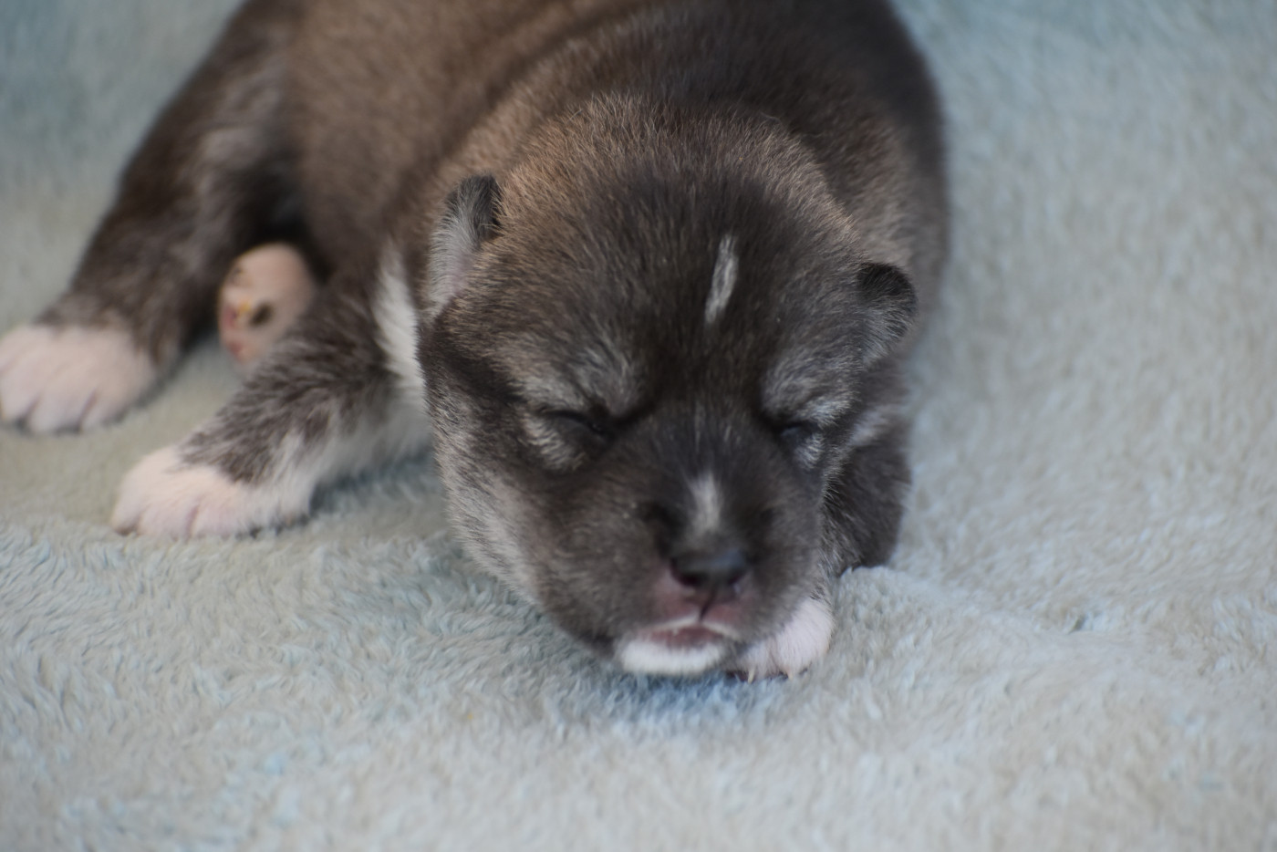 du chalet des edelweiss - Chiots disponibles - Siberian Husky