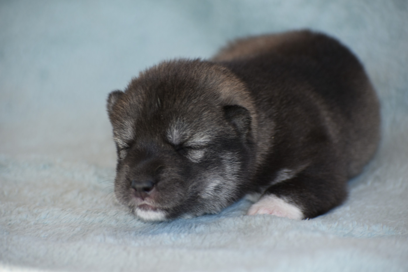 du chalet des edelweiss - Chiots disponibles - Siberian Husky