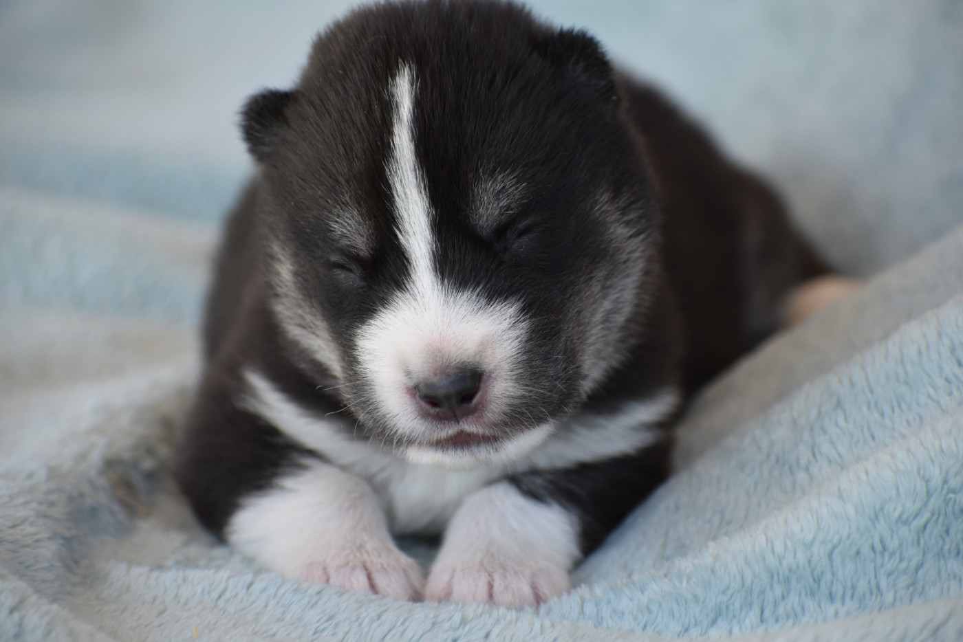 du chalet des edelweiss - Chiots disponibles - Siberian Husky
