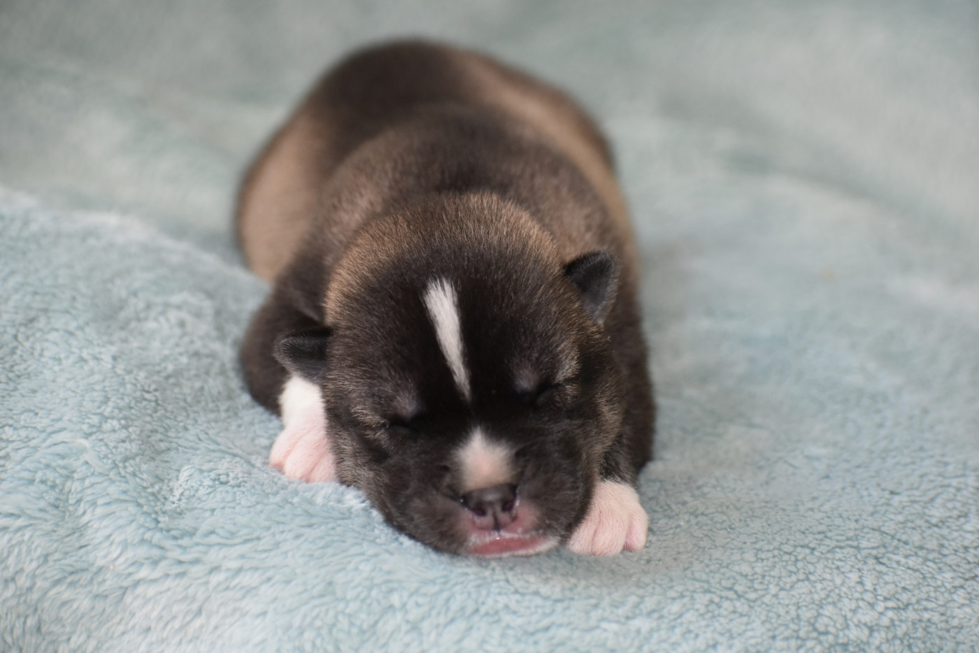 du chalet des edelweiss - Chiots disponibles - Siberian Husky