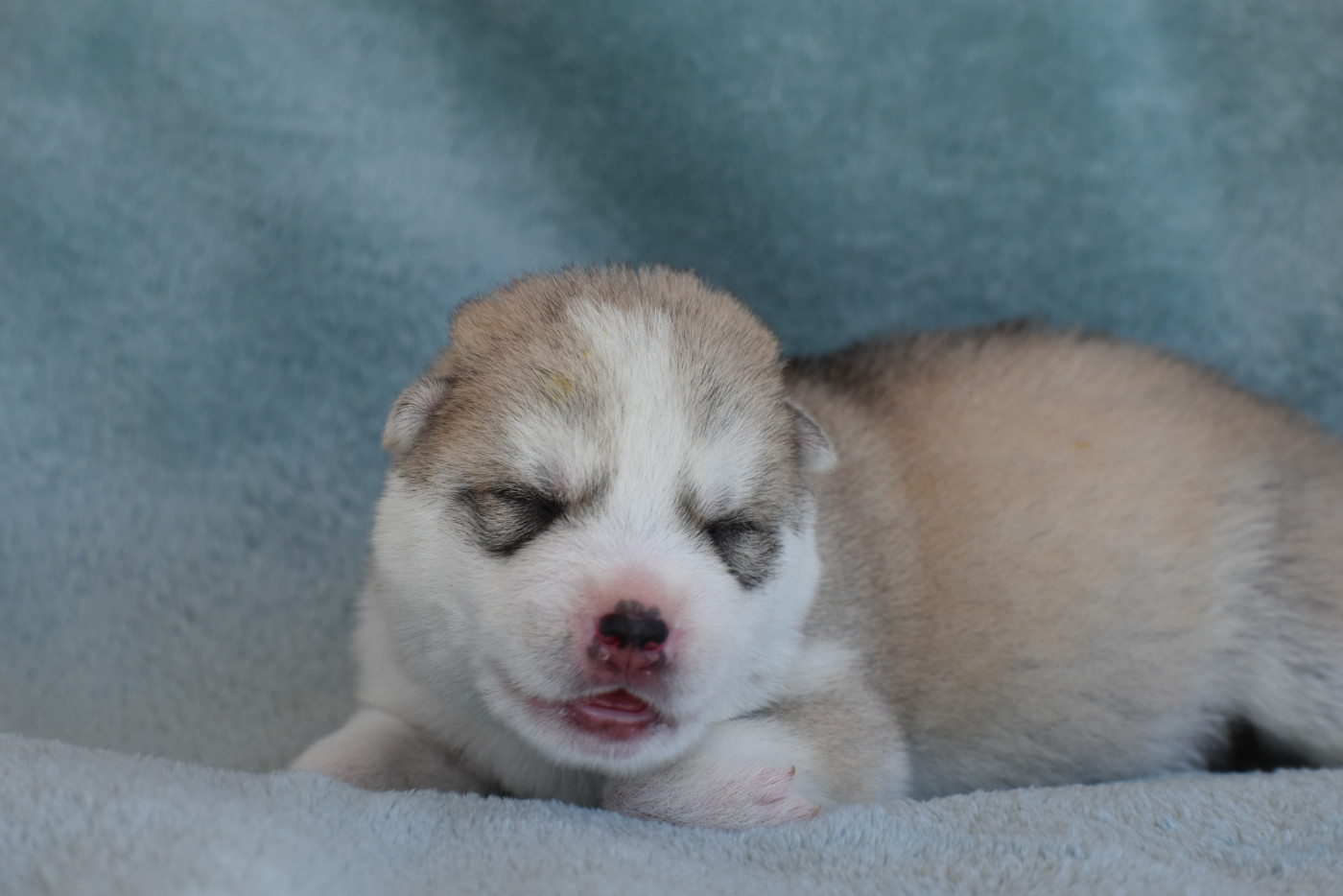 du chalet des edelweiss - Chiots disponibles - Siberian Husky