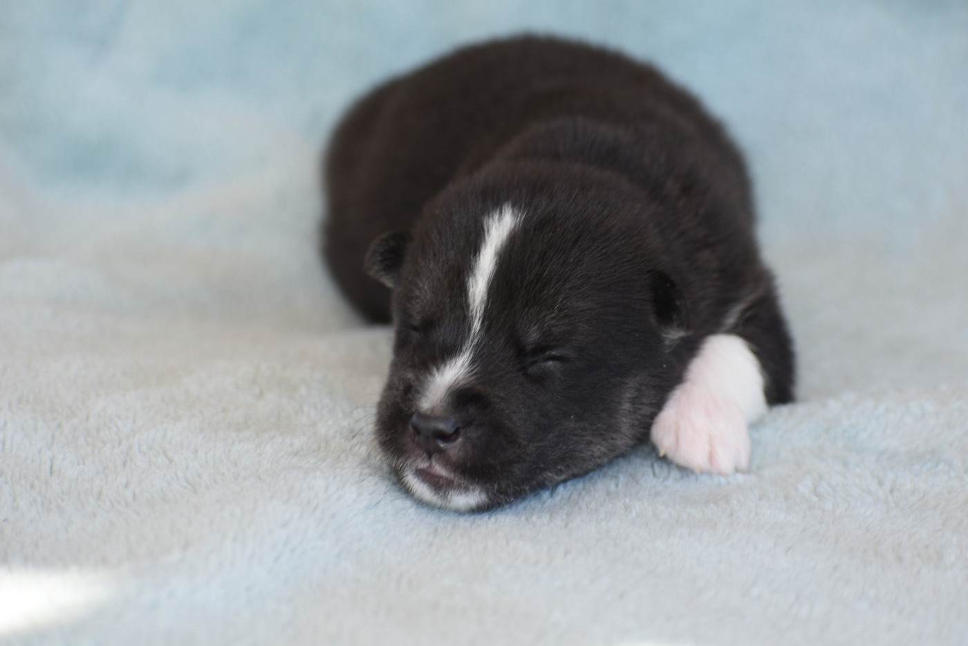 du chalet des edelweiss - Chiots disponibles - Siberian Husky