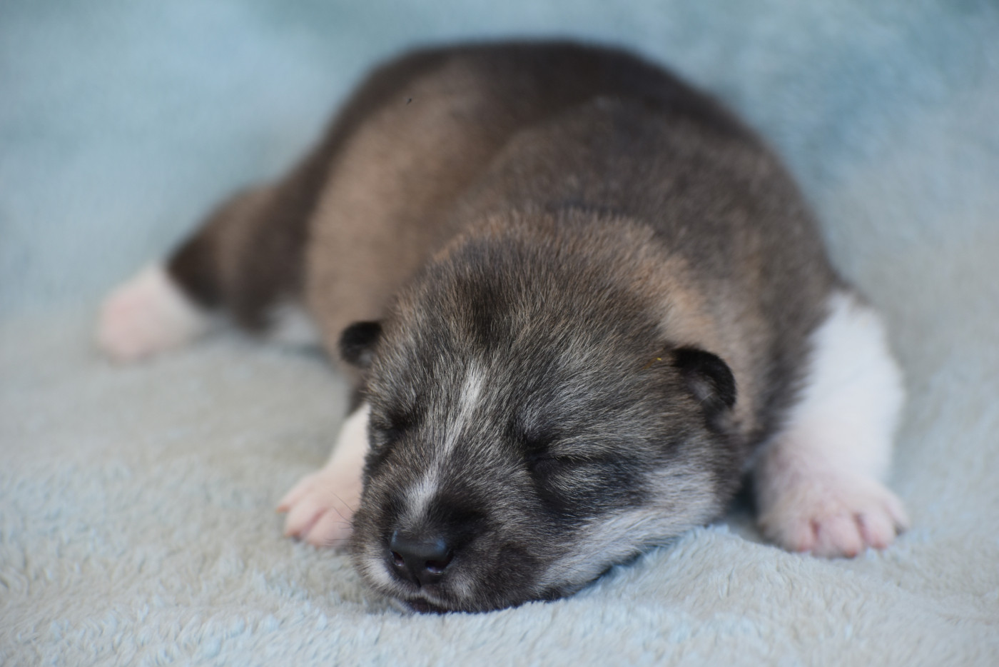 du chalet des edelweiss - Chiots disponibles - Siberian Husky