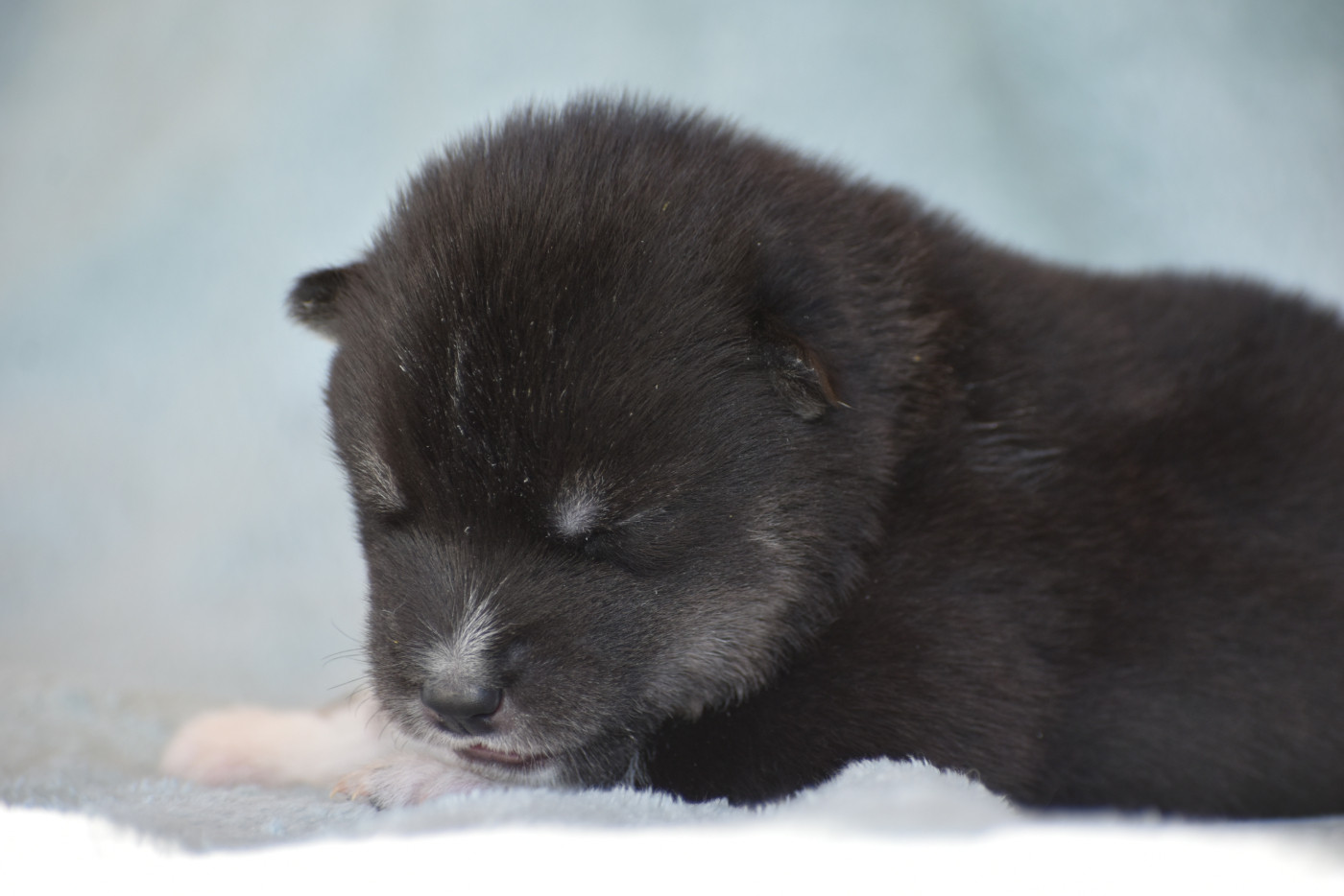 du chalet des edelweiss - Chiots disponibles - Siberian Husky