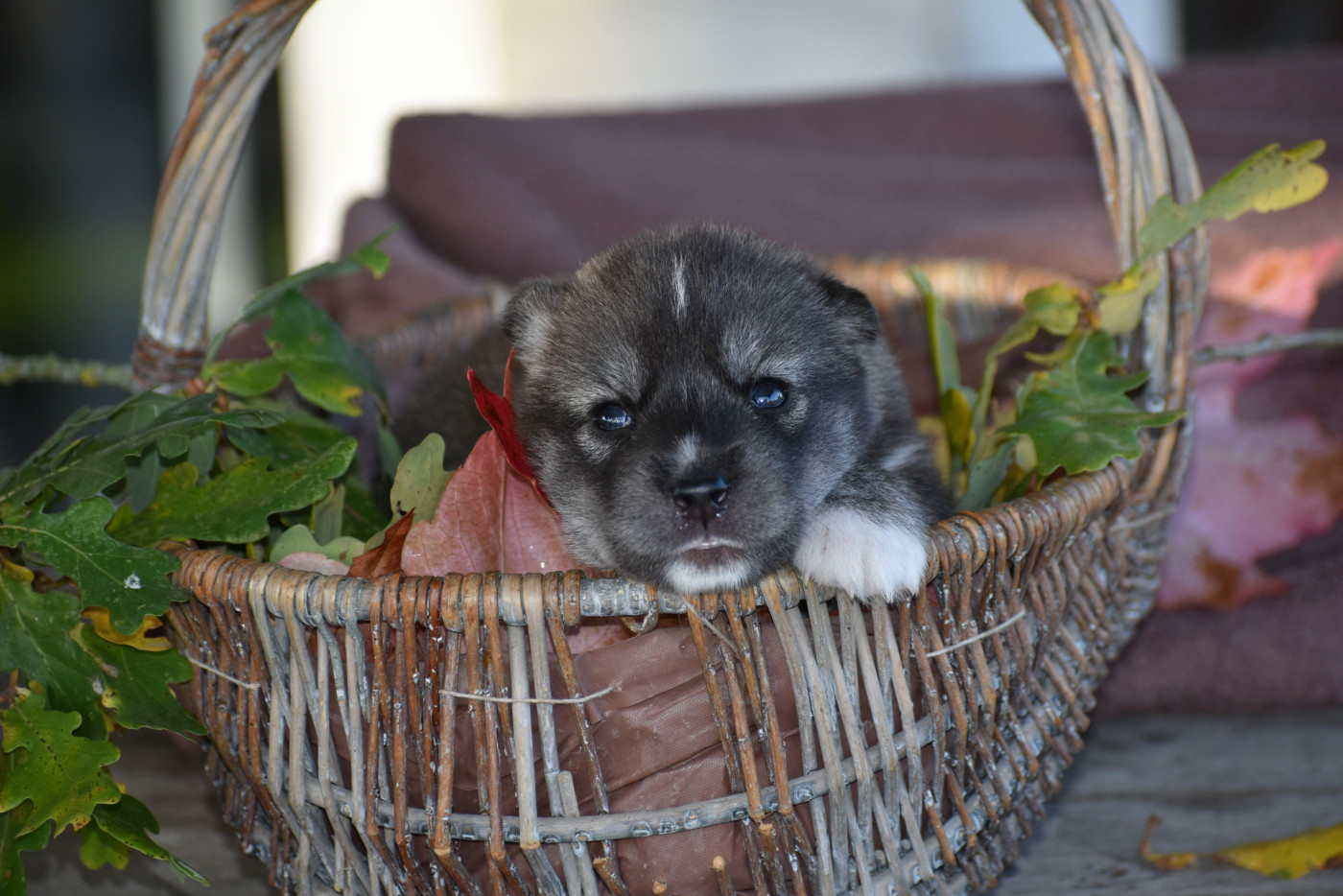 du chalet des edelweiss - Chiots disponibles - Siberian Husky