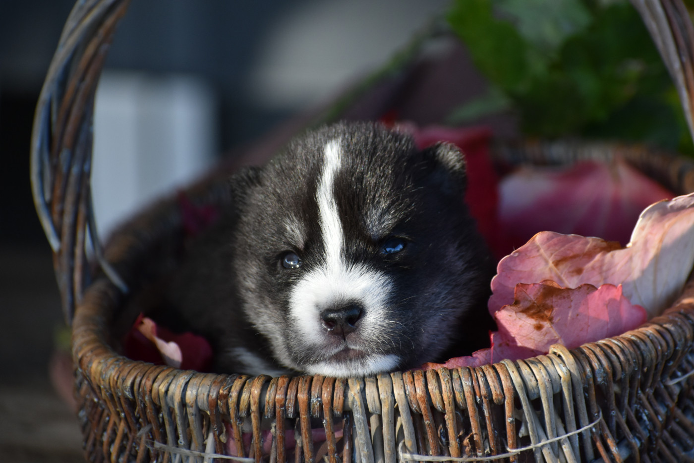 du chalet des edelweiss - Chiots disponibles - Siberian Husky