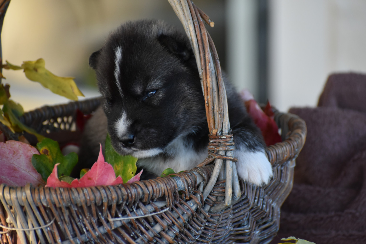 du chalet des edelweiss - Chiots disponibles - Siberian Husky