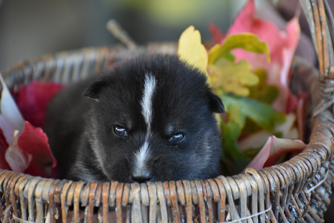 du chalet des edelweiss - Chiots disponibles - Siberian Husky