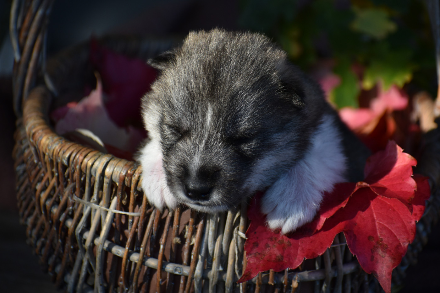du chalet des edelweiss - Chiots disponibles - Siberian Husky