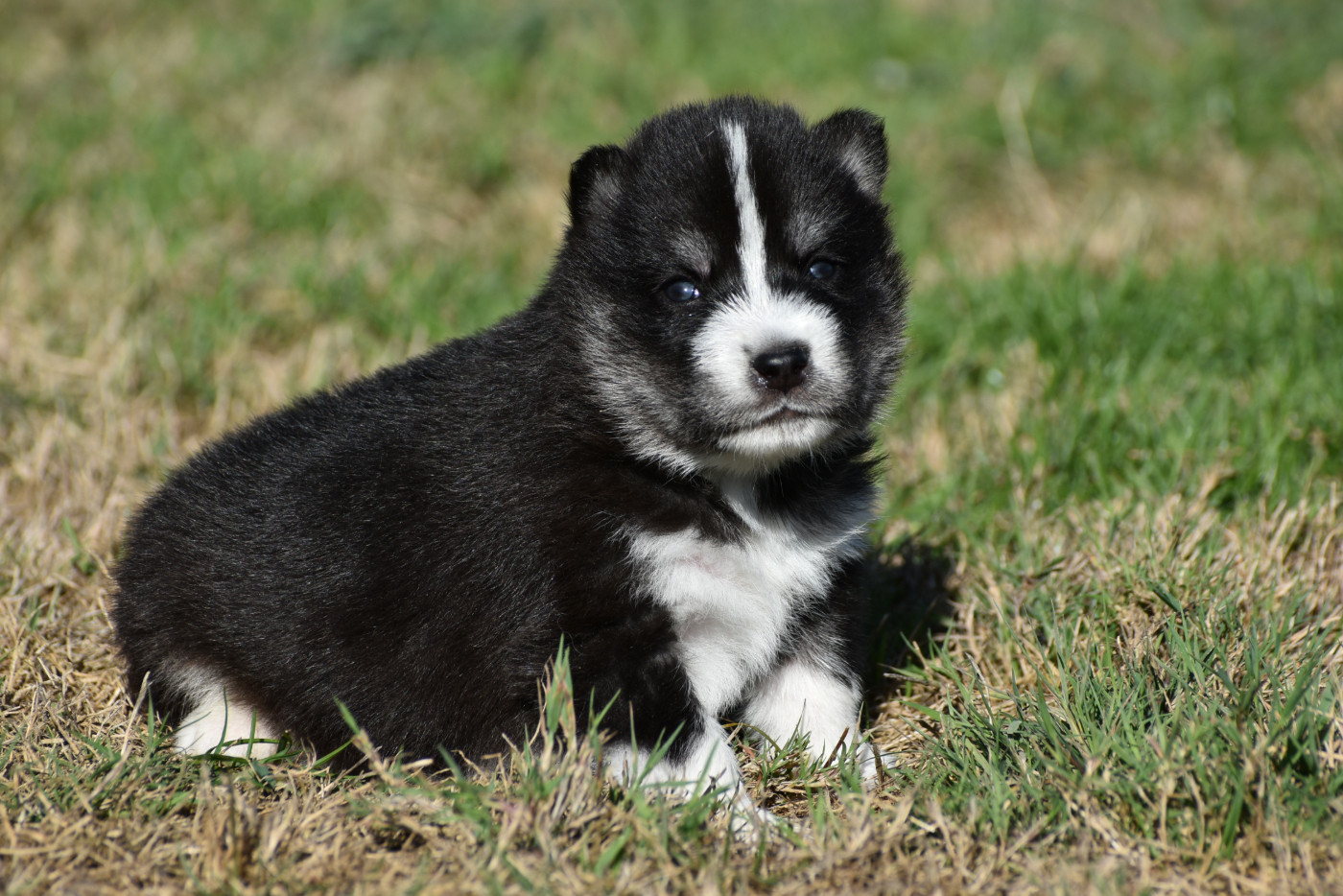 du chalet des edelweiss - Chiots disponibles - Siberian Husky